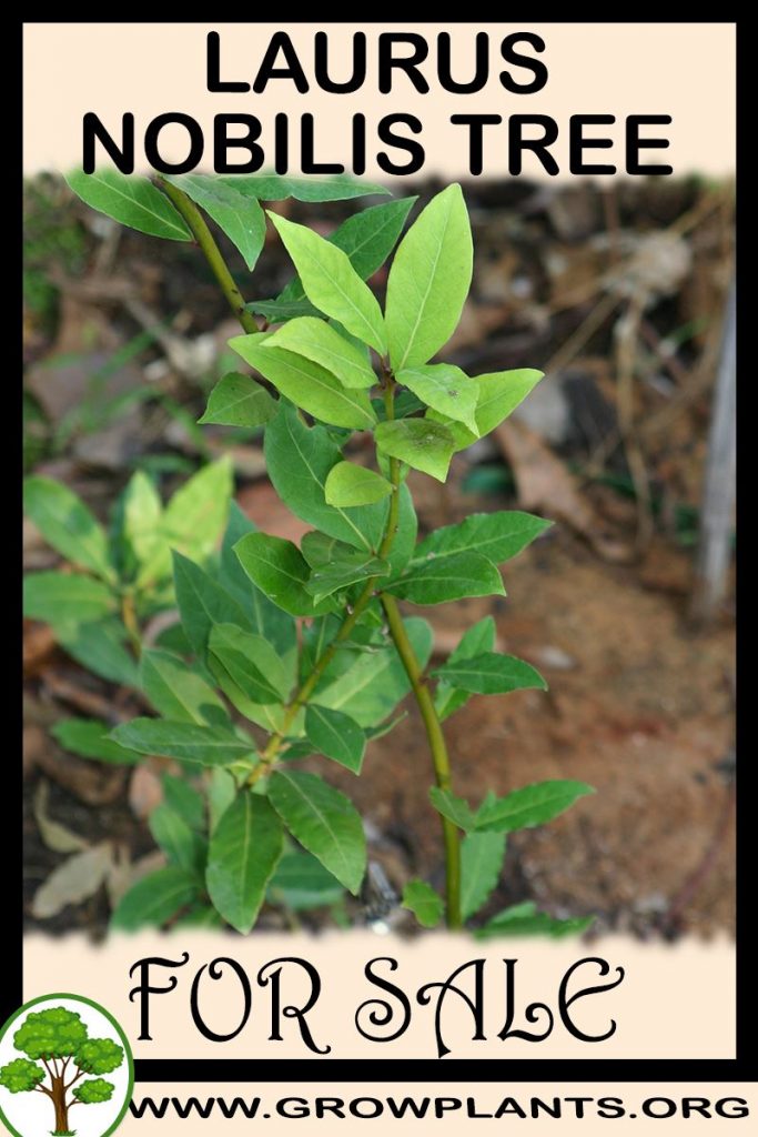 Laurus nobilis tree for sale