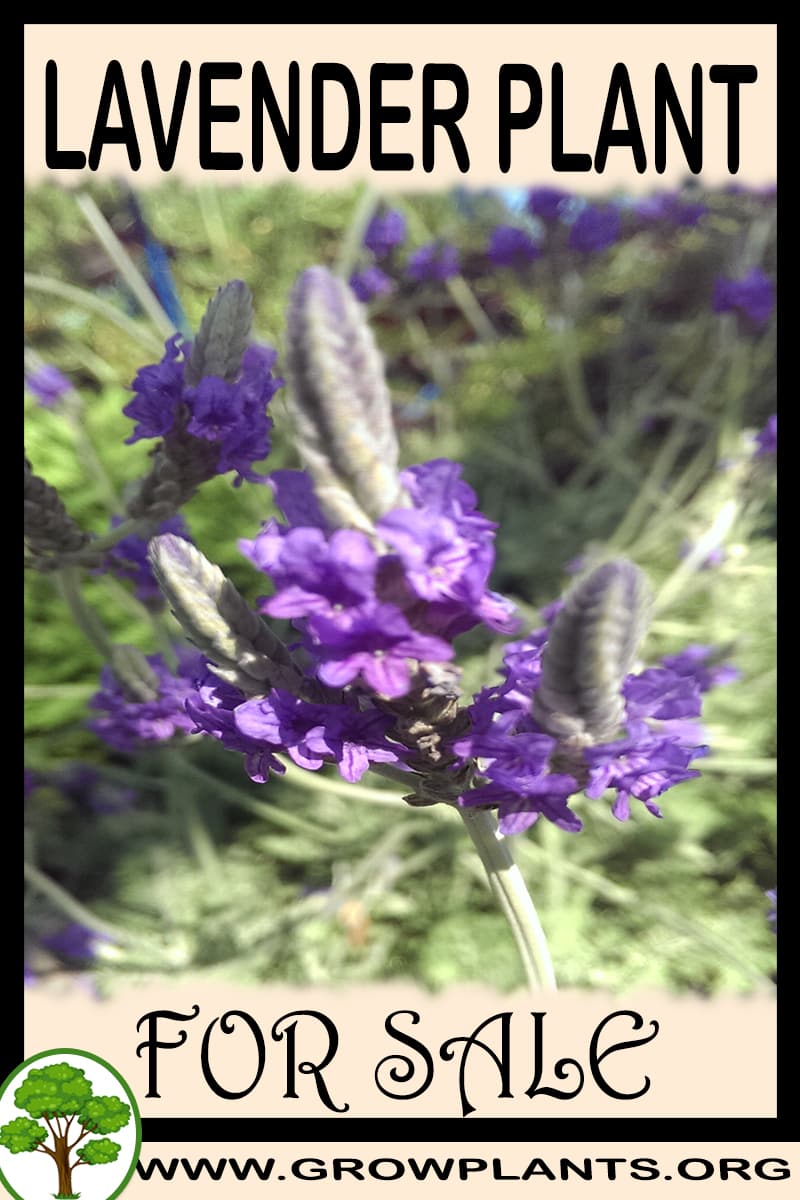 Lavender plant for sale