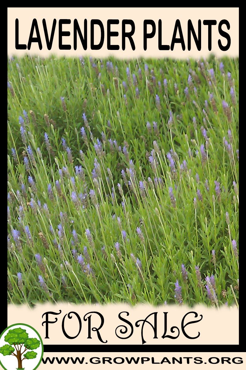 Lavender plants for sale