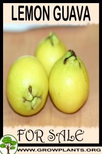 Lemon Guava for sale