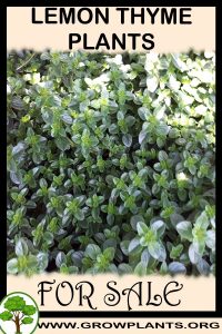Lemon thyme plants for sale