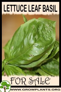Lettuce leaf basil for sale