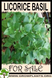 Licorice basil for sale