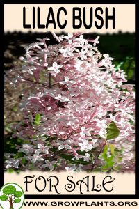 Lilac bush for sale