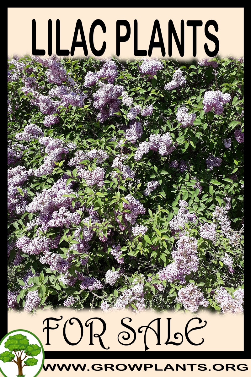 Lilac plants for sale