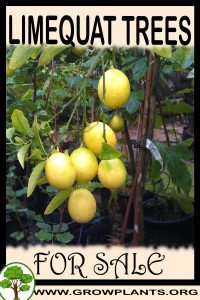 Limequat trees for sale