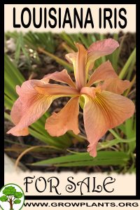 Louisiana iris for sale