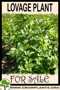Lovage plant for sale