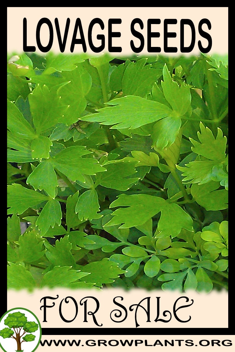 Lovage seeds for sale
