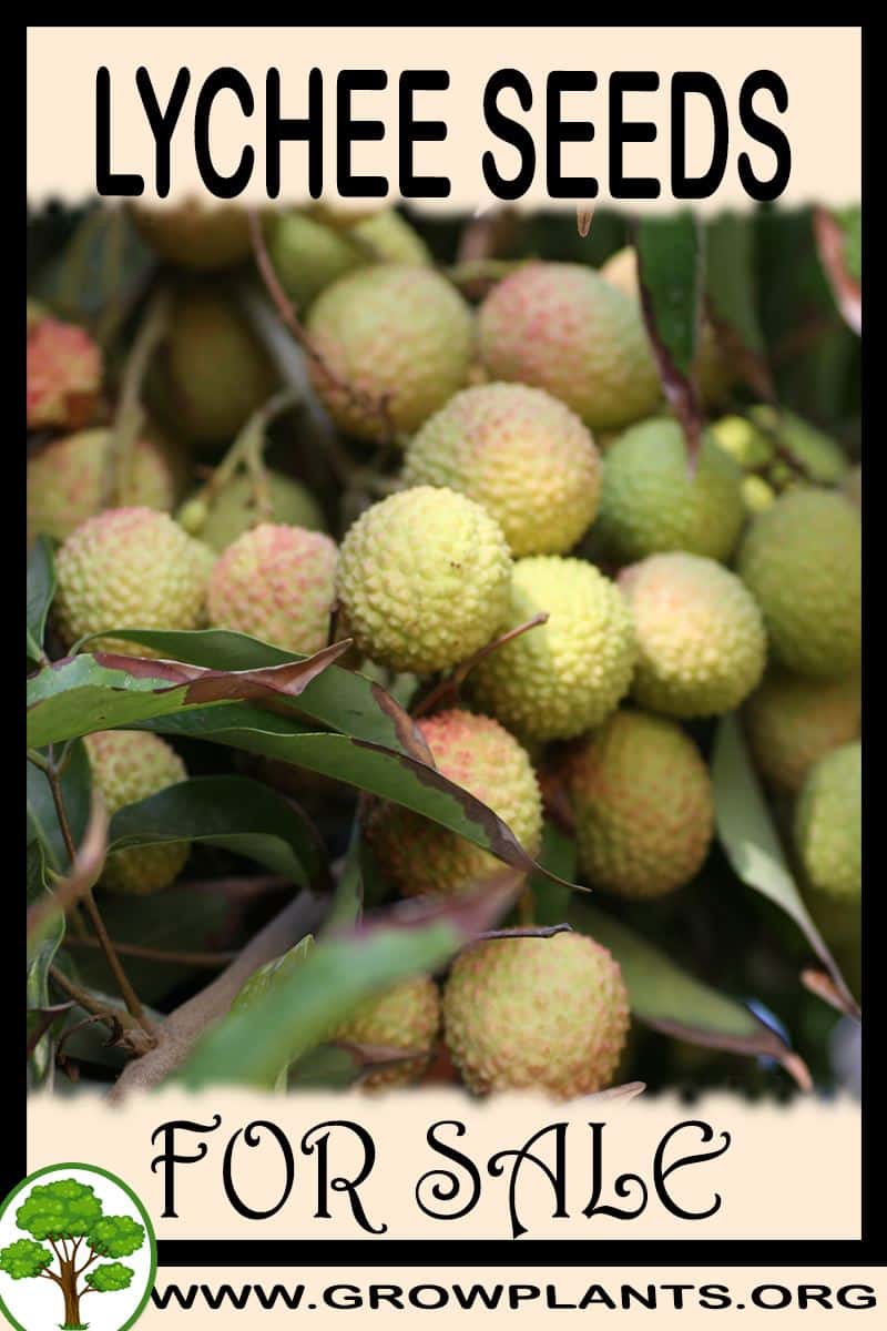 Lychee seeds for sale
