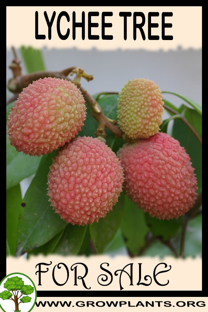 Lychee tree for sale