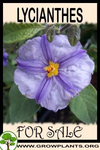 Lycianthes for sale
