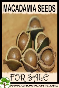 Macadamia seeds for sale
