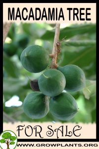 Macadamia tree for sale
