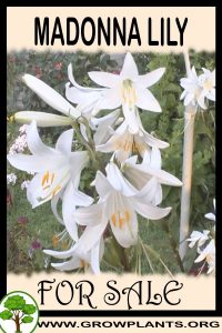 Madonna lily for sale
