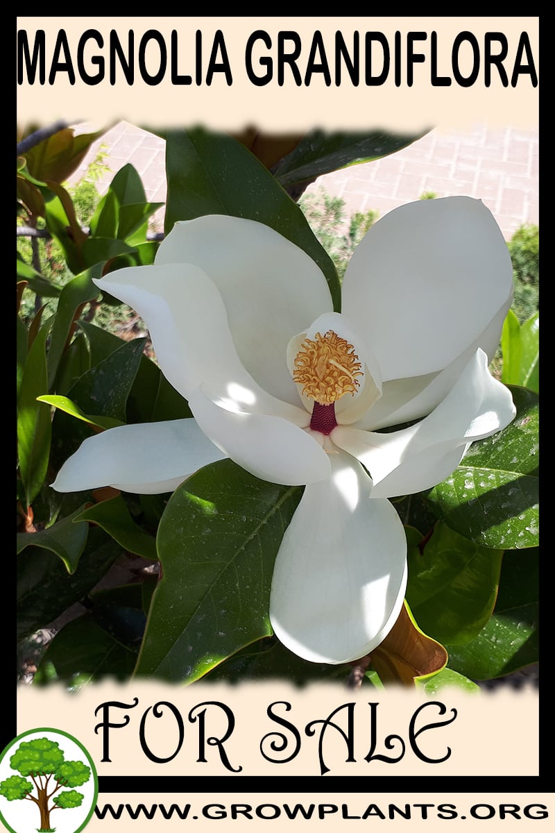 Magnolia grandiflora for sale