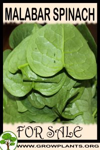 Malabar spinach plants for sale