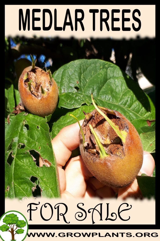 Medlar trees for sale