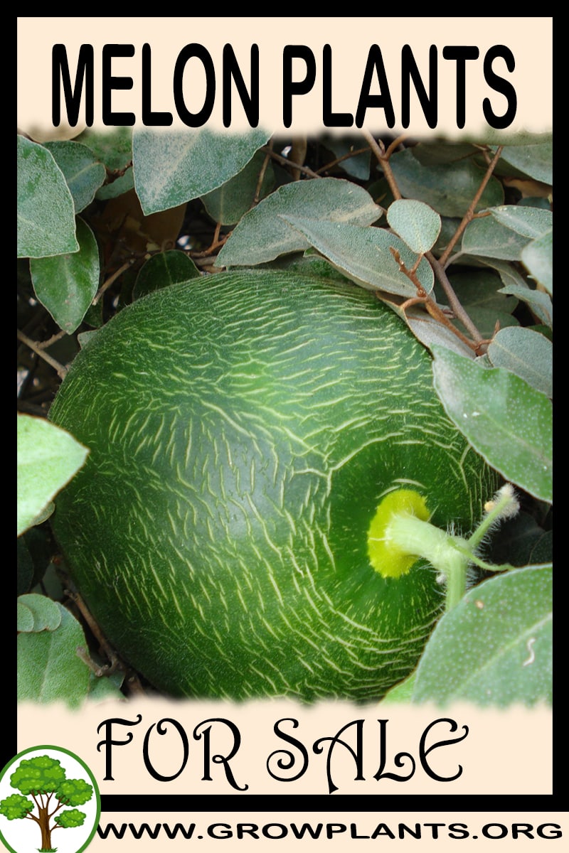 Melon plants for sale