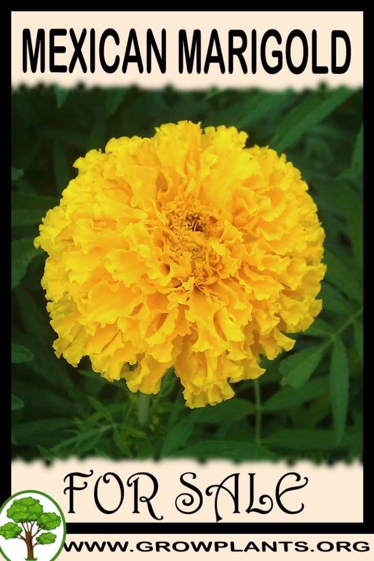 Mexican marigold for sale Grow plants