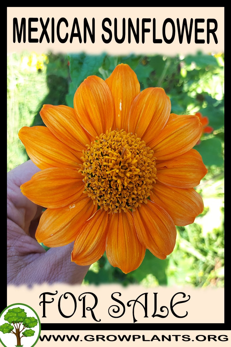 Mexican sunflower for sale