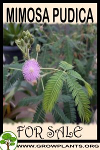 Mimosa pudica for sale