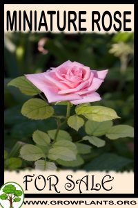 Miniature rose for sale