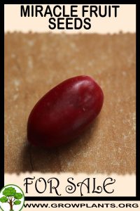 Miracle fruit seeds for sale