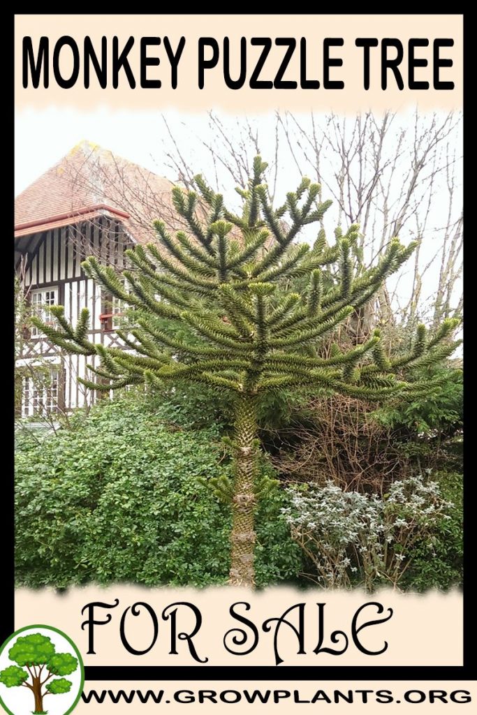 Monkey puzzle tree for sale