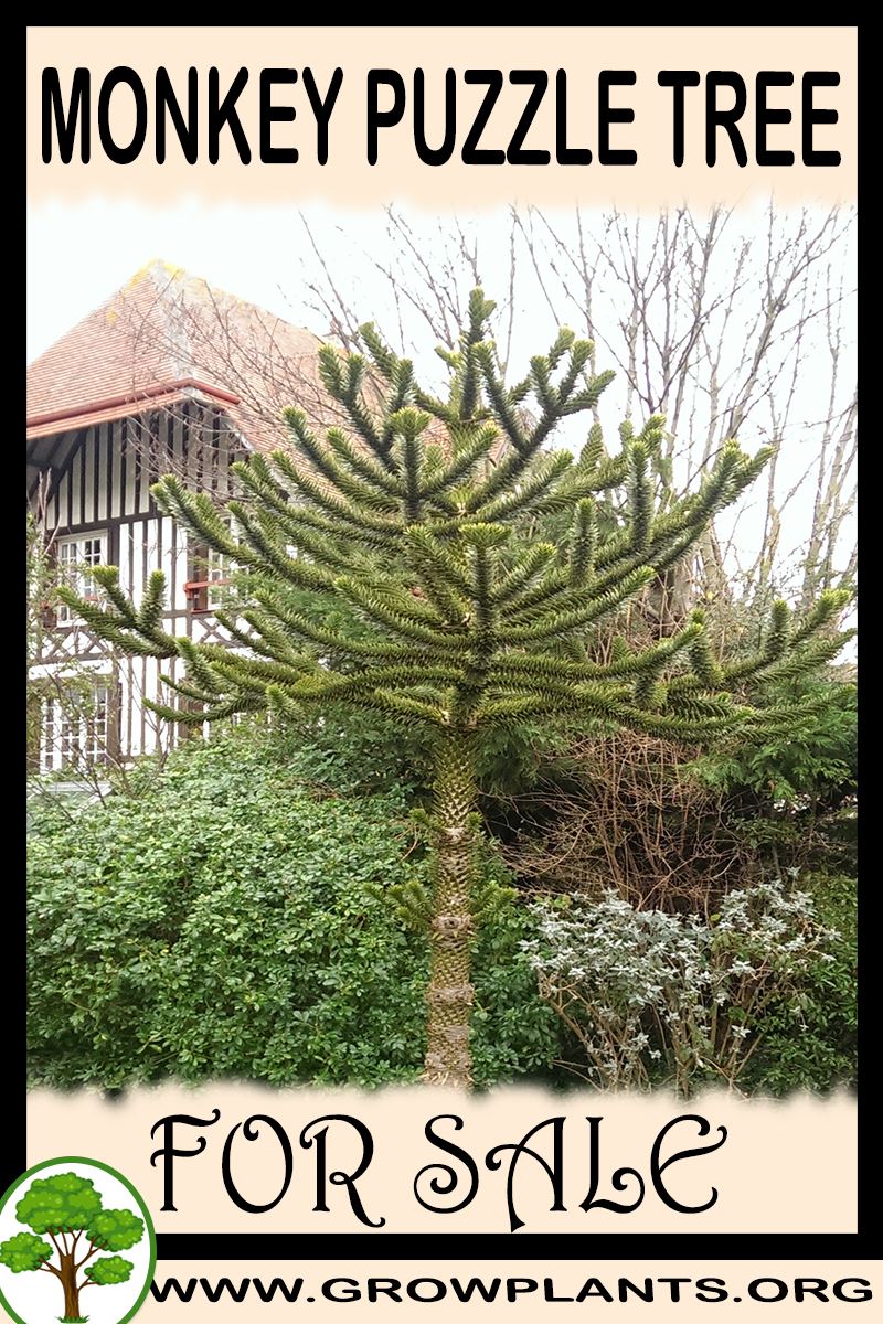 Monkey puzzle tree for sale