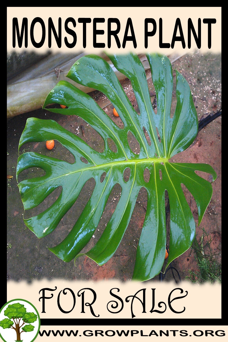 Monstera plant for sale