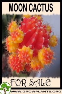 Moon cactus for sale