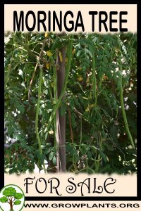Moringa tree for sale