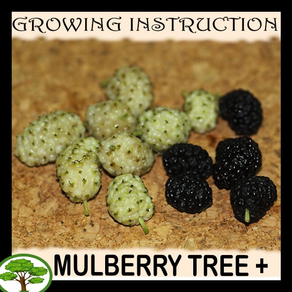 Mulberry tree - all need to know