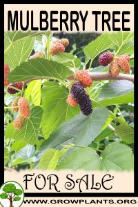 Mulberry tree for sale