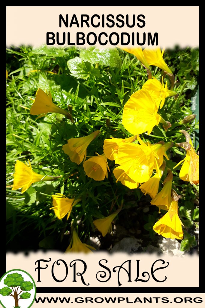Narcissus bulbocodium for sale