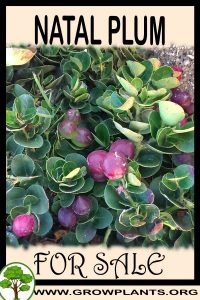 Natal plum for sale