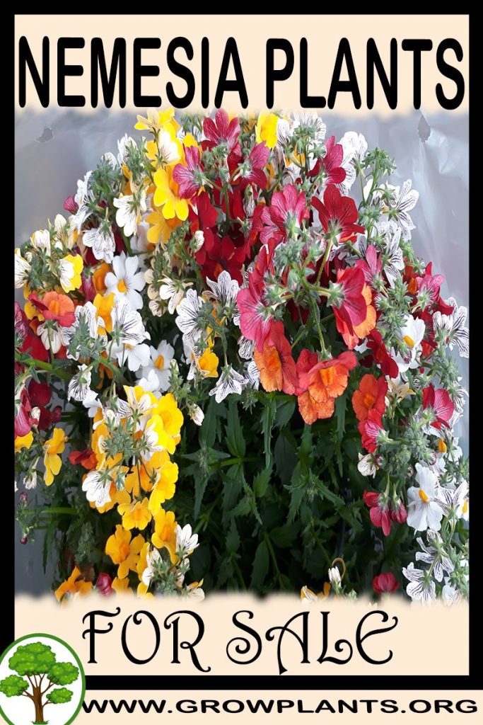 Nemesia plants for sale