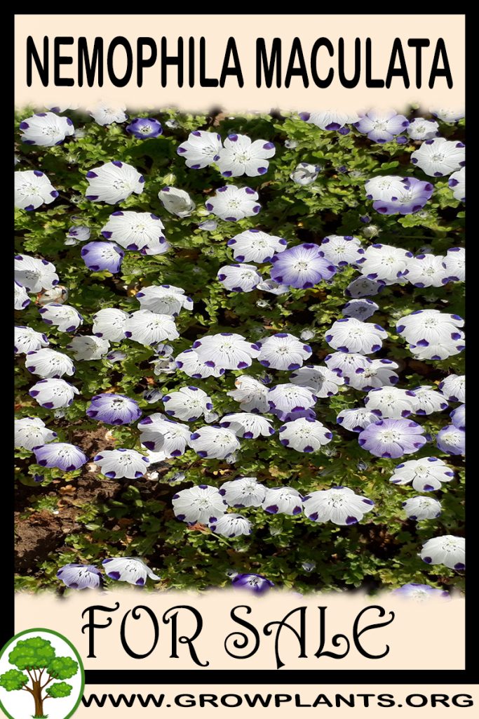 Nemophila maculata for sale