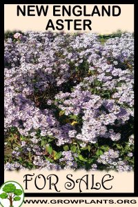 New England aster for sale