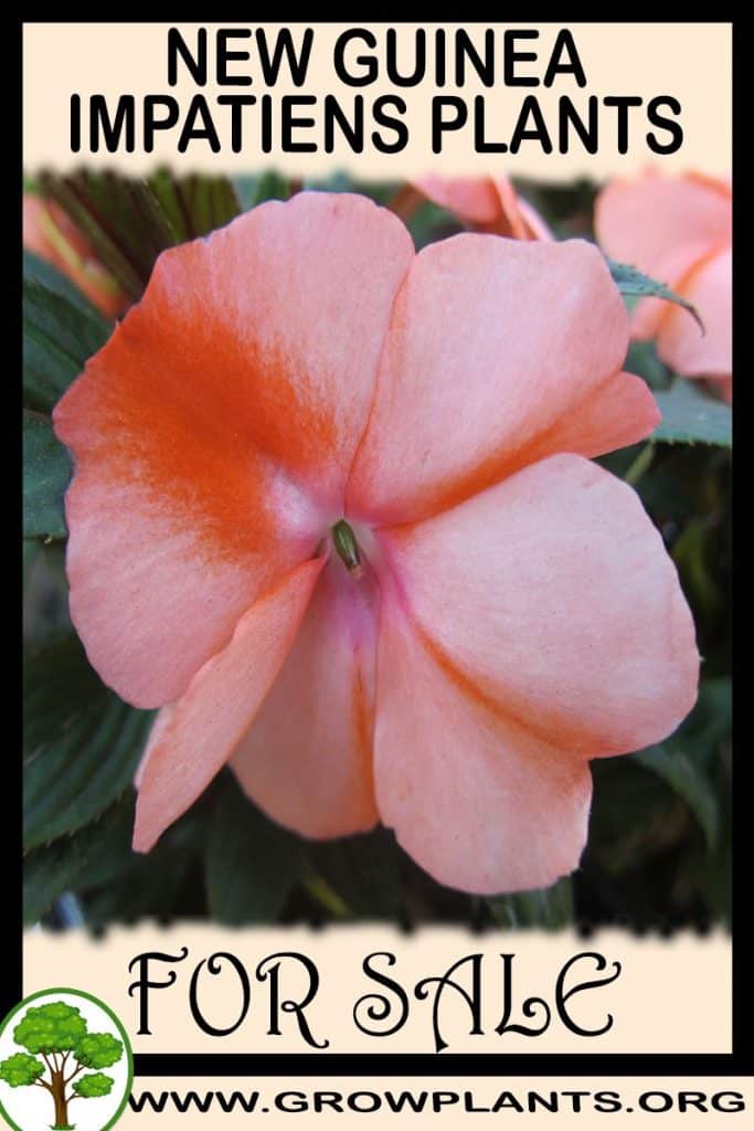 New guinea impatiens plants for sale