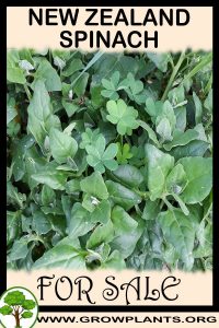 New zealand spinach for sale