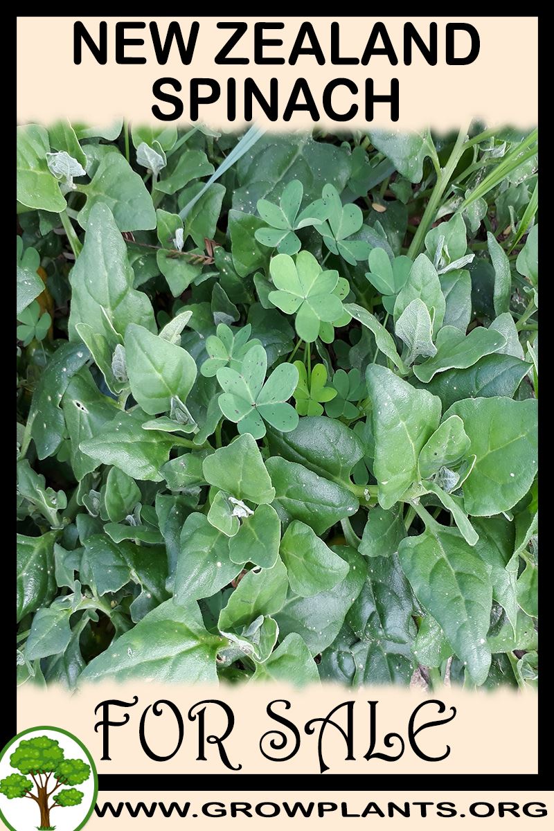 New zealand spinach for sale