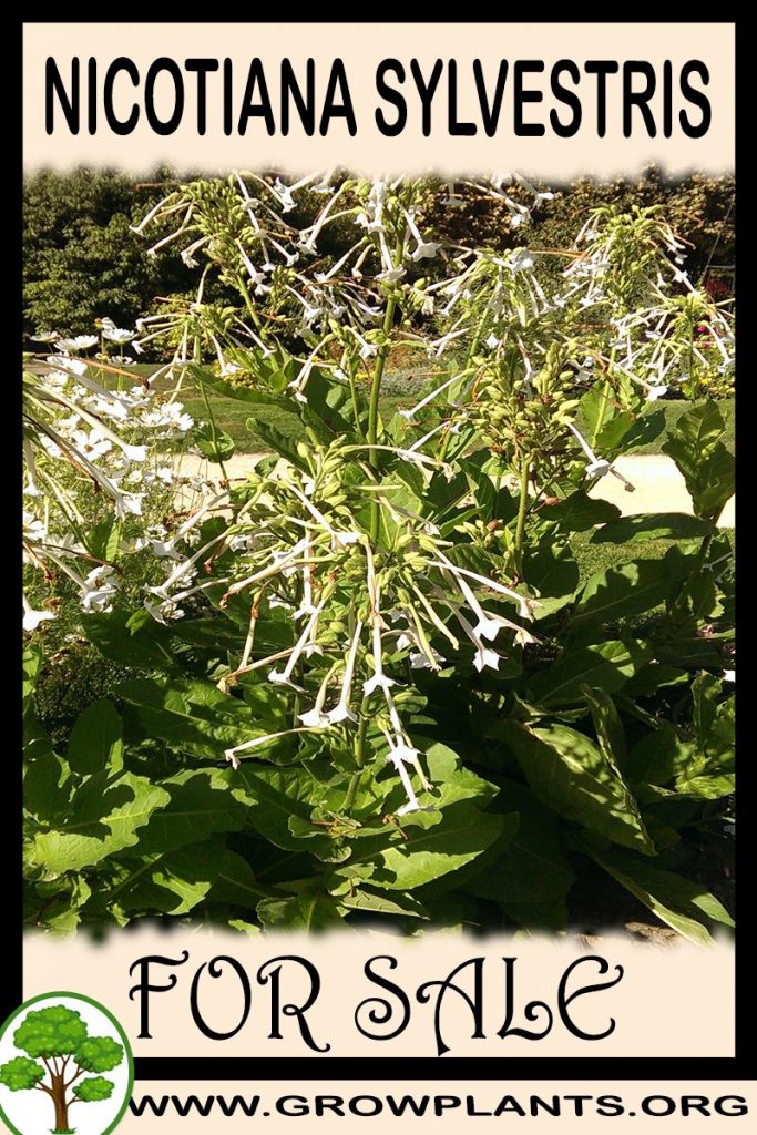 Nicotiana sylvestris for sale