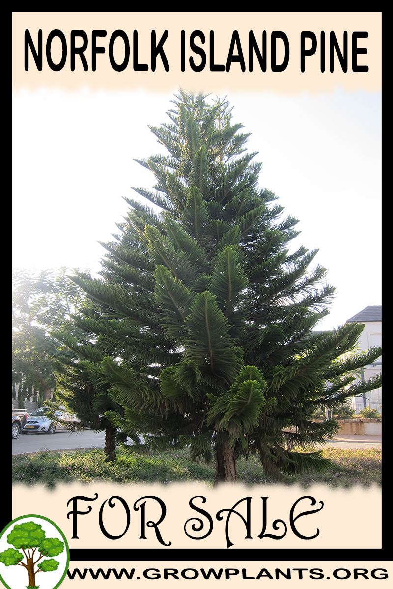 Norfolk island pine for sale