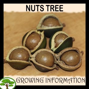 Nuts tree
