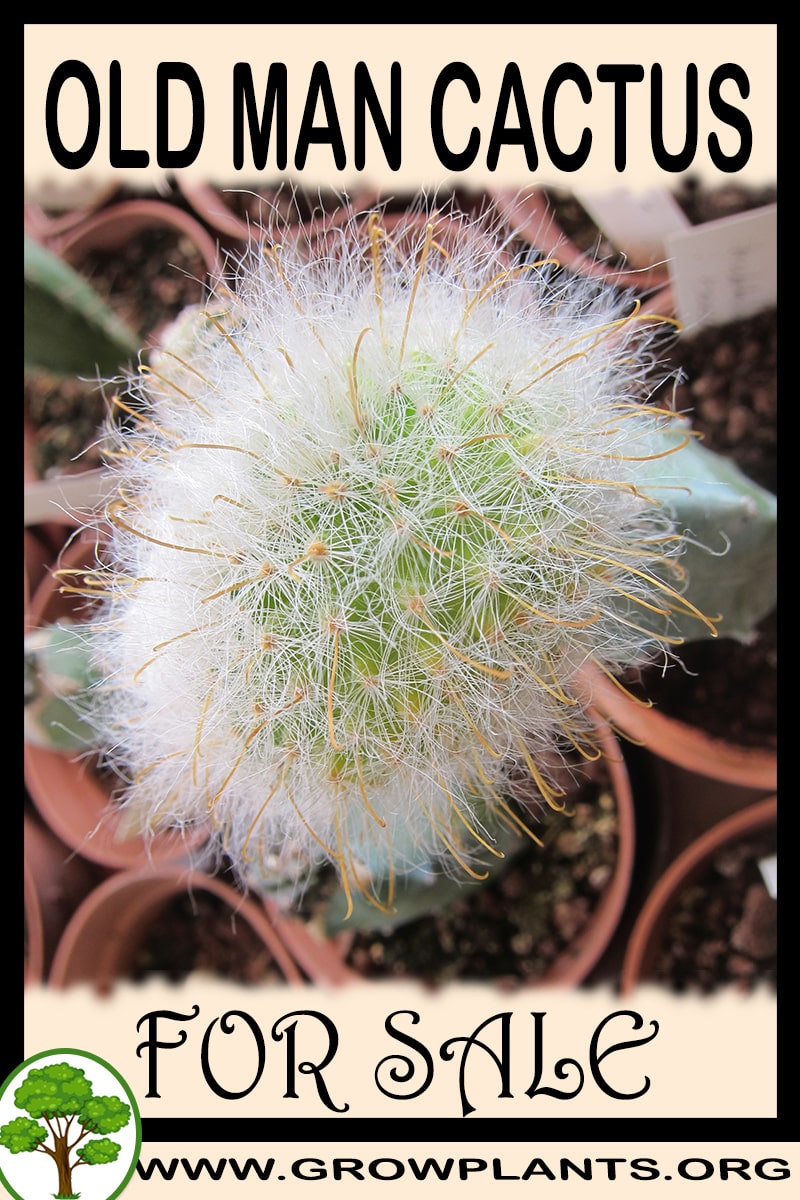 Old Man Cactus for sale