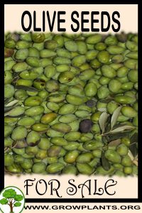 Olive seeds for sale