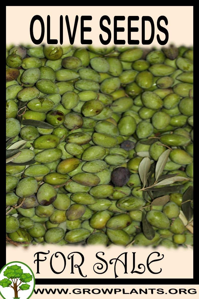 Olive seeds for sale