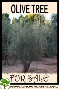 Olive tree for sale